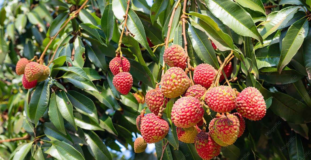 Fresh Lychee